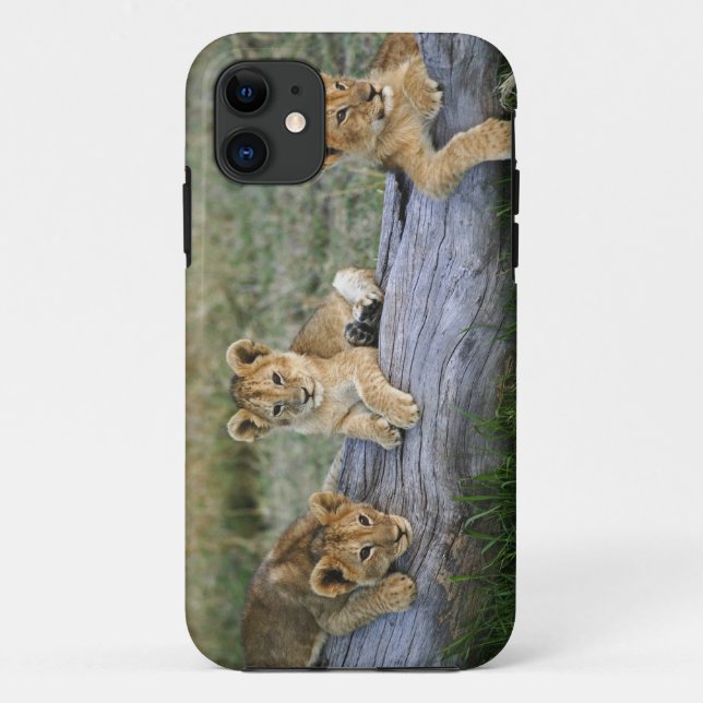 Capa Para iPhone 11 Filhotes de Leão no Tronco (Verso)