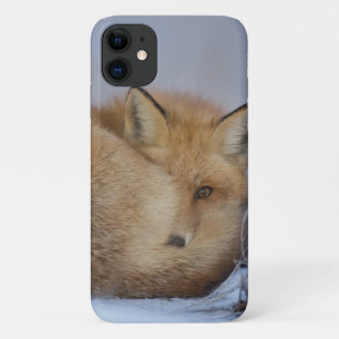 Capa Para iPhone 11 Foto De Inverno Enrolada De Raposa Bela