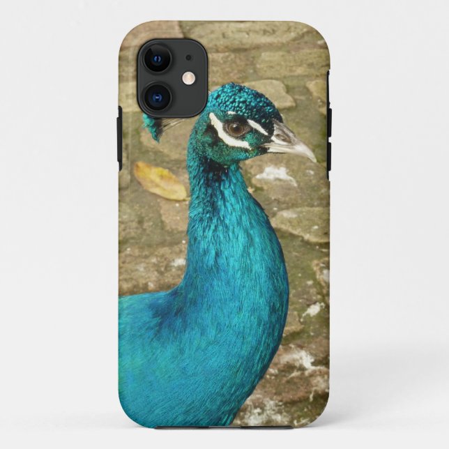 Capa Para iPhone 11 Fotografia da Bela Natureza do Pavão (Verso)