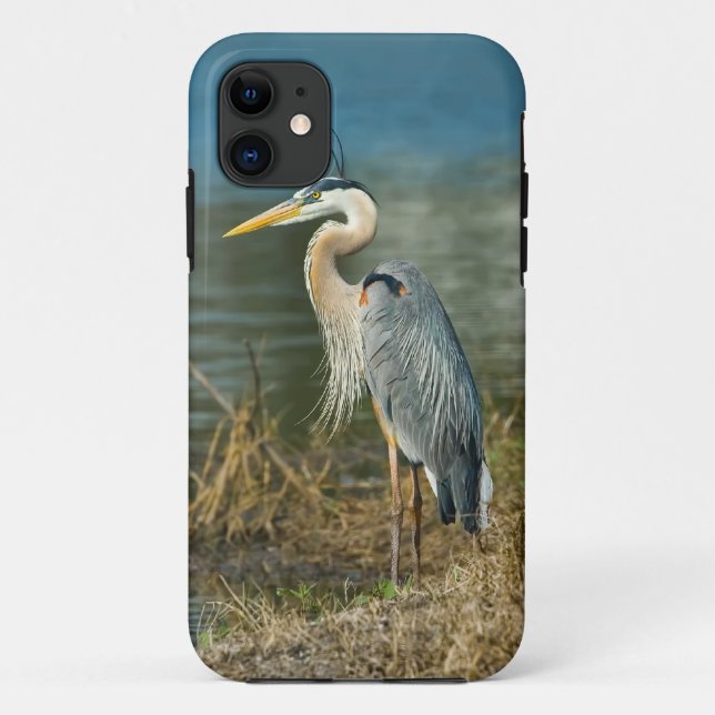 Capa Para iPhone 11 Garça-real de grande azul no lago (Verso)