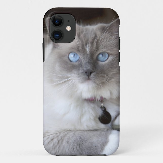 Capa Para iPhone 11 Gata Ragdoll Fêmea (Verso)