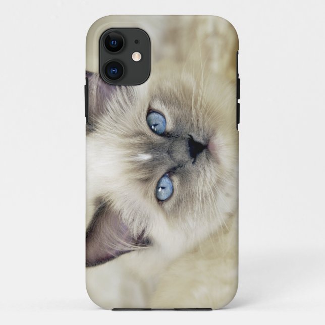 Capa Para iPhone 11 Gatinho Ragdoll (Verso)