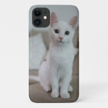 gato American white shorthair