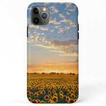 Girassóis no por do sol