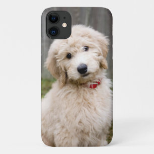 Capa Para iPhone 11 Goldendoododododle Puppy Senta Em Grama