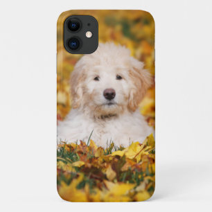 Capa Para iPhone 11 Goldendoodododododle Puppy Em Folhas De Queda
