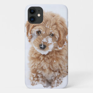 Capa Para iPhone 11 Goldendoododododododle Com Neve Em Face