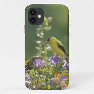 Capa Para iPhone 11 Goldfinch em uma Flor Harebell