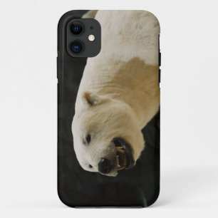 Capa Para iPhone 11 Grin do Urso Polar