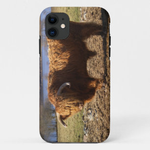 Capa Para iPhone 11 Highland Cattle Bull, Escócia