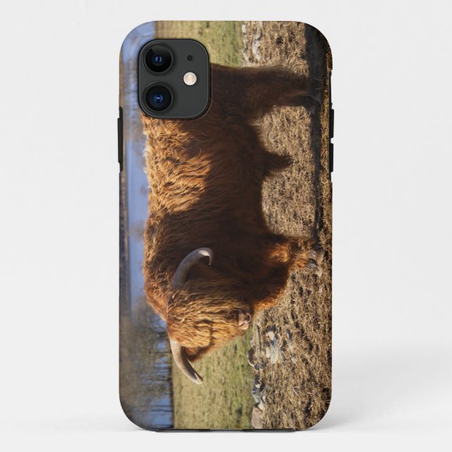 Capa Para iPhone 11 Highland Cattle Bull, Escócia (Verso)