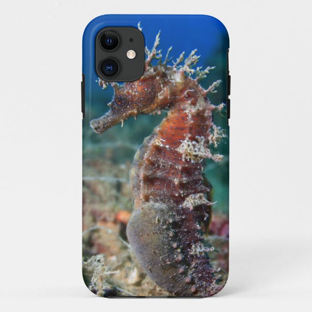 Capa Para iPhone 11 Hipocampo Ramulosus do cavalo de mar | (Verso)