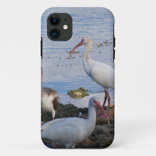 Capa Para iPhone 11 Íbis 3 na costa da baía de Florida