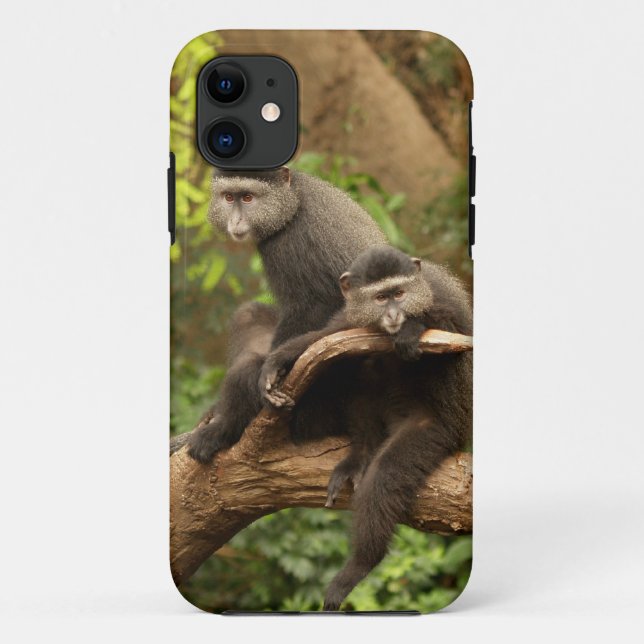 Capa Para iPhone 11 iPhone 5 macaco (Verso)