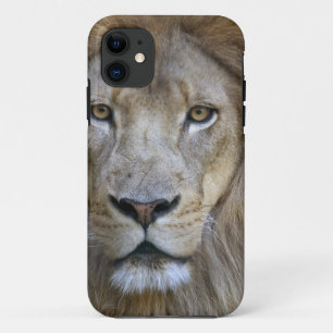 Capa Para iPhone 11 Leão adulto macho no Sacramento Zoo, CA