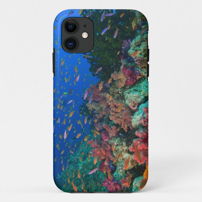 Capa Para iPhone 11 Leitões De Leite (Pseudanthias) (Verso)