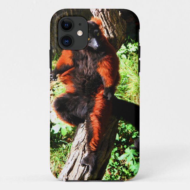 Capa Para iPhone 11 Lemur vermelho de Ruffed (Verso)