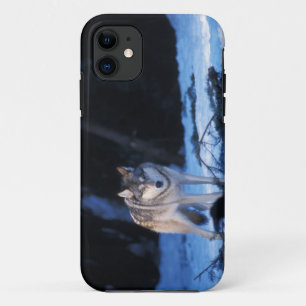 Capa Para iPhone 11 Lobo-cinza, Canis lupus, nos sopés dos 3