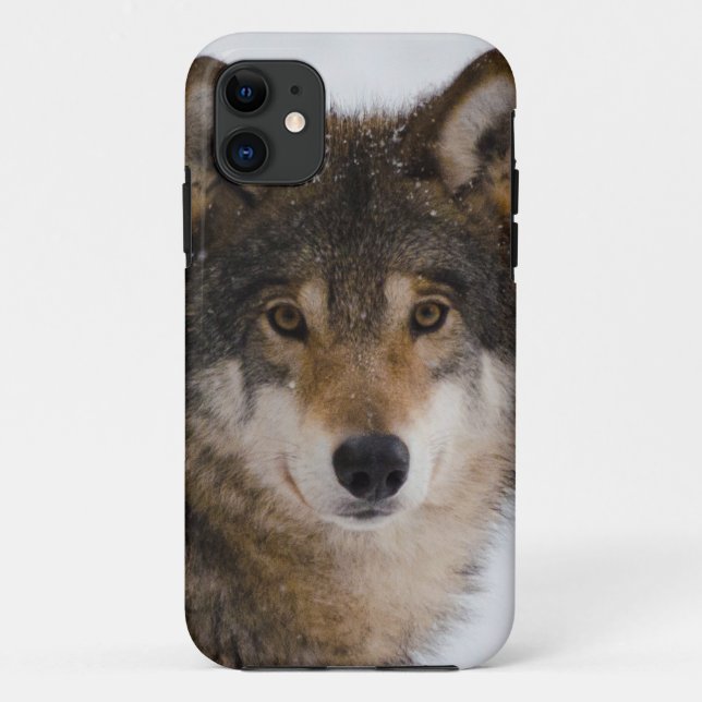 Capa Para iPhone 11 Lobo-cinza europeu (Verso)