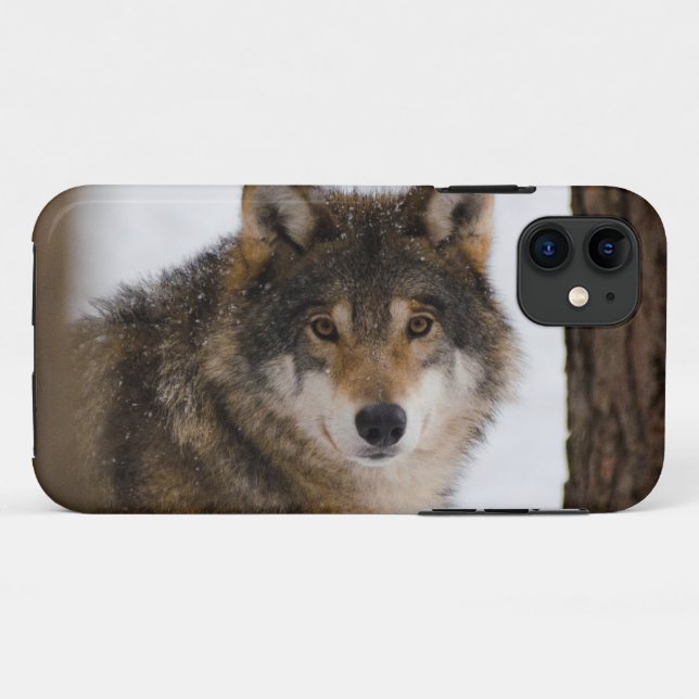 Capa Para iPhone 11 Lobo-cinza europeu (Verso (horizontal))