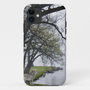 Capa Para iPhone 11 Lobo cinzento & garças-reais pelo caso do iPhone 