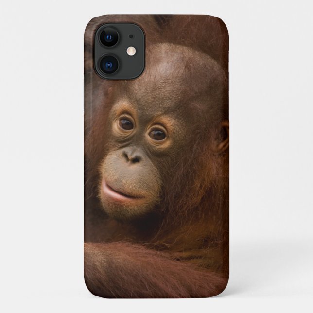 Capa Para iPhone 11 Mãe de Orangutan e bebê no zoológico (Verso)