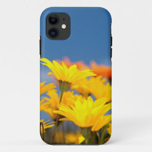 Capa Para iPhone 11 Margaridas Laranja e Amarelo de Namaqualand