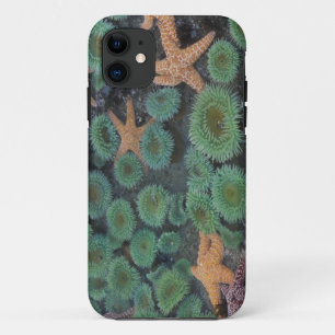Capa Para iPhone 11 N.A., EUA, Washington, Parque Nacional Olímpico