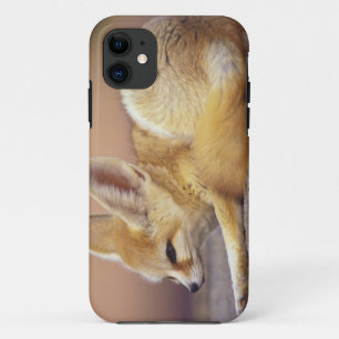 Capa Para iPhone 11 Norte da África. Feneco Fennecus zerda)