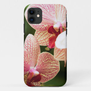 Capa Para iPhone 11 Orange Orchid Hybrid, África do Sul