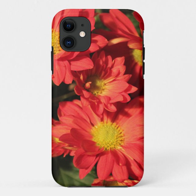 Capa Para iPhone 11 Ouro, flores de margarida cor laranja. (Verso)
