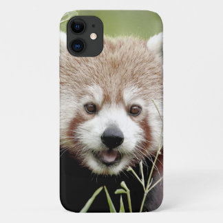 Capa Para iPhone 11 Panda vermelha do caso, panda roux, animais.