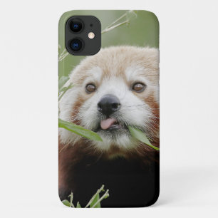 Capa Para iPhone 11 Panda vermelho da foto, panda roux, animais.