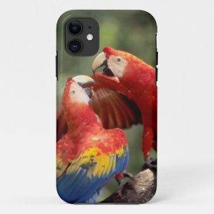 Capa Para iPhone 11 Par de Araras-vermelhas