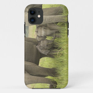 Capa Para iPhone 11 Parque Nacional Corbett, Uttaranchal, Índia.