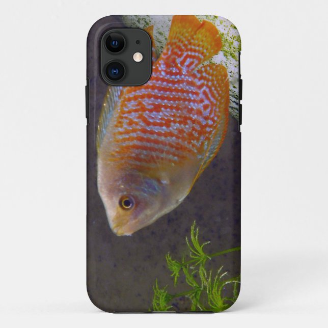 Capa Para iPhone 11 Peixes do gurami do anão (Verso)