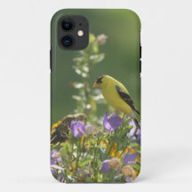 Pintassilgo em uma Flor de Campainha 