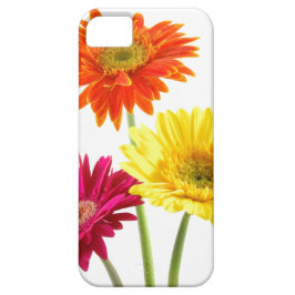 Capa Para iPhone 11 Prazer da margarida do Gerbera