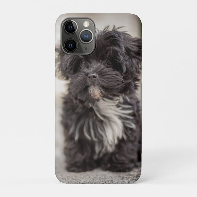 Capa Para iPhone 11 Pro Bolonka Puppy (Verso)