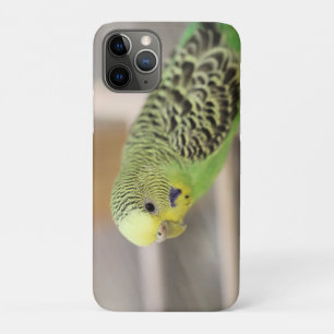 Capa Para iPhone 11 Pro Kiwi