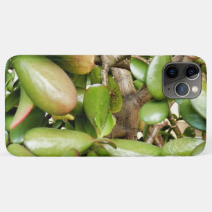 Capa Para iPhone 11 Pro Max Crassula ovata