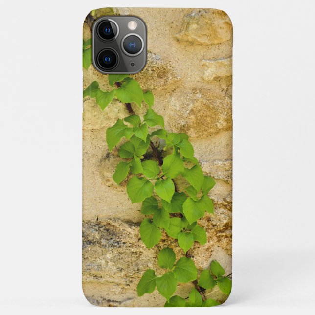 Capa Para iPhone 11 Pro Max Hydrangea petiolaris (Verso)