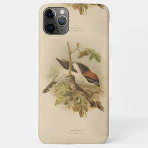 Capa Para iPhone 11 Pro Max Ilustração Vintage de Woodchat Shrike
