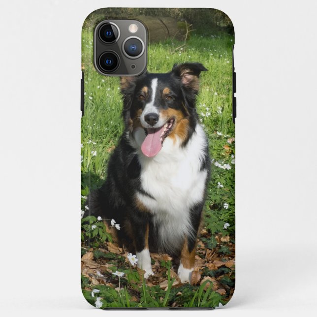 Capa Para iPhone 11 Pro Max Miniature American Shepherd Preto Tri Sentado (Verso)