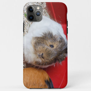 Capa Para iPhone 11 Pro Max Porco guineense numa gaiola