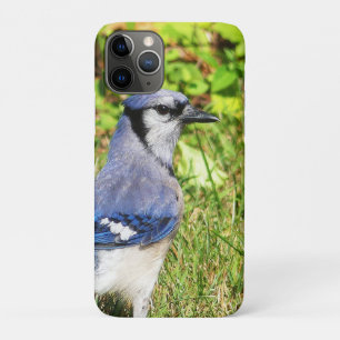 Capa Para iPhone 11 Pro Norte Blue Jay