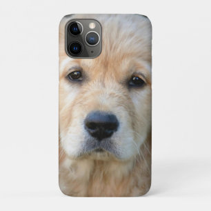 Capa Para iPhone 11 Pro Ouro Retriever Puppy