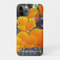 Poppies bonito da Califórnia com Cotação