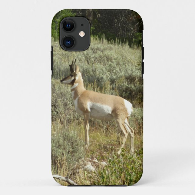 Capa Para iPhone 11 Pronghorn no Grand Teton National Park (Verso)