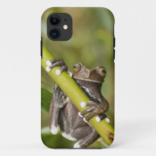 Capa Para iPhone 11 Rã-árvore Cativa Tapichalaca Hyloscirtus